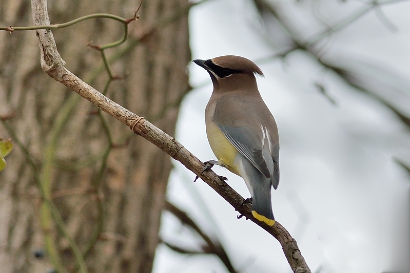 Cederpestvogel